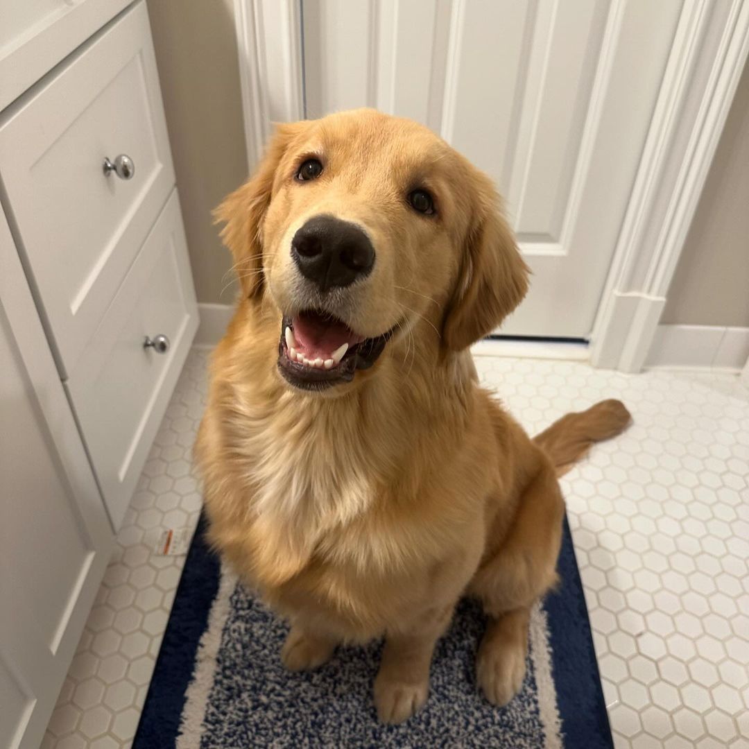 Golden Retriever-Welpe Golden Retriever-Welpe