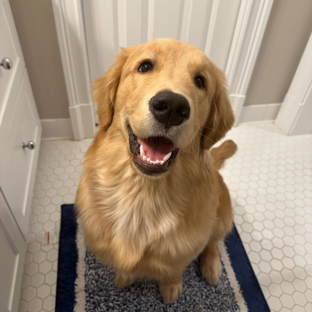 Golden Retriever-Welpe Golden Retriever-Welpe