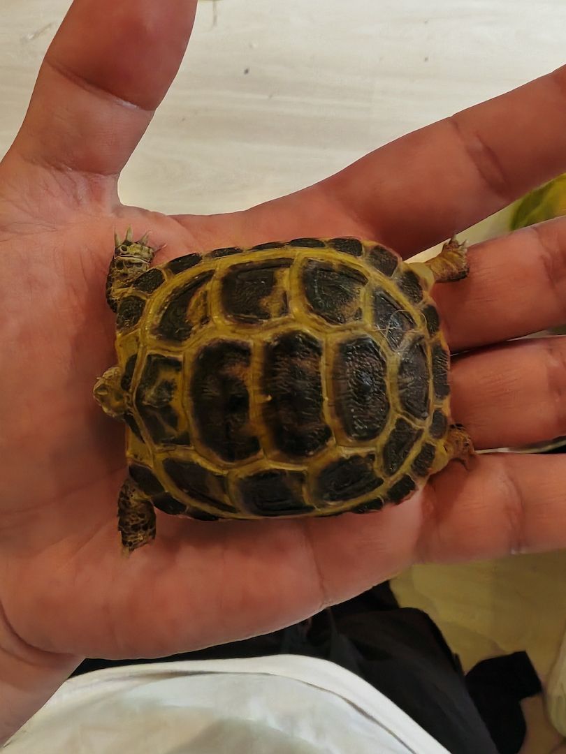 Vierzehenschildkröte Vierzehenschildkröte