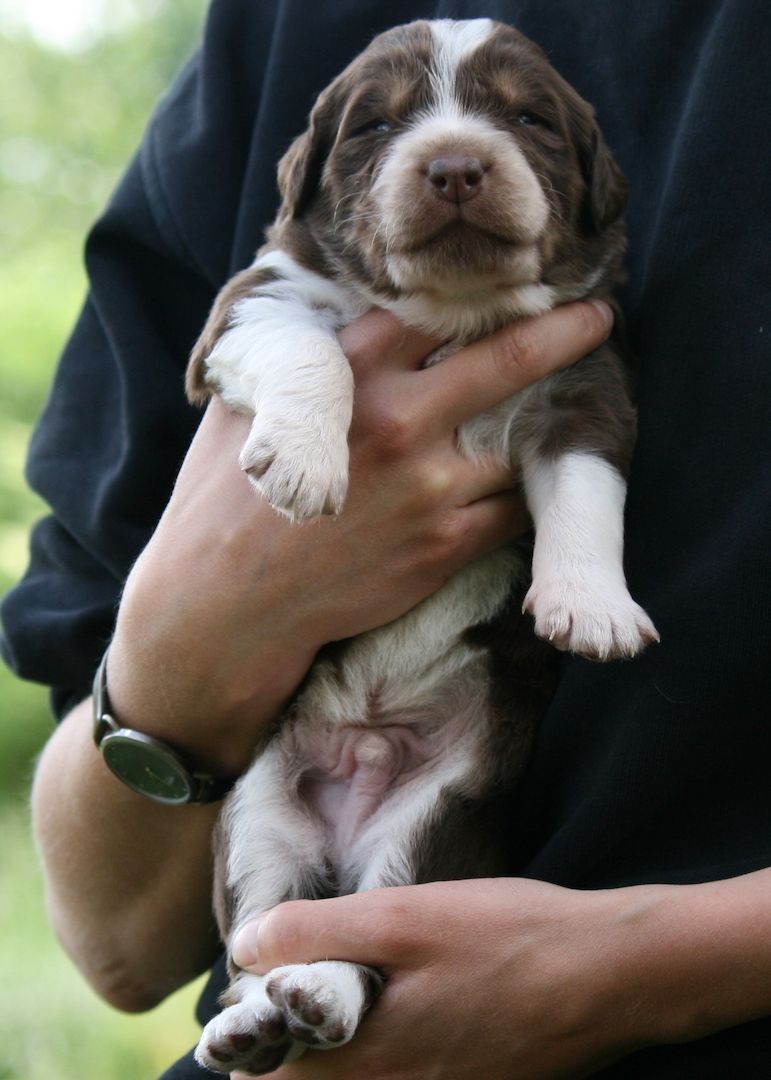 Gelbbacken / Neufundländer-Welpen