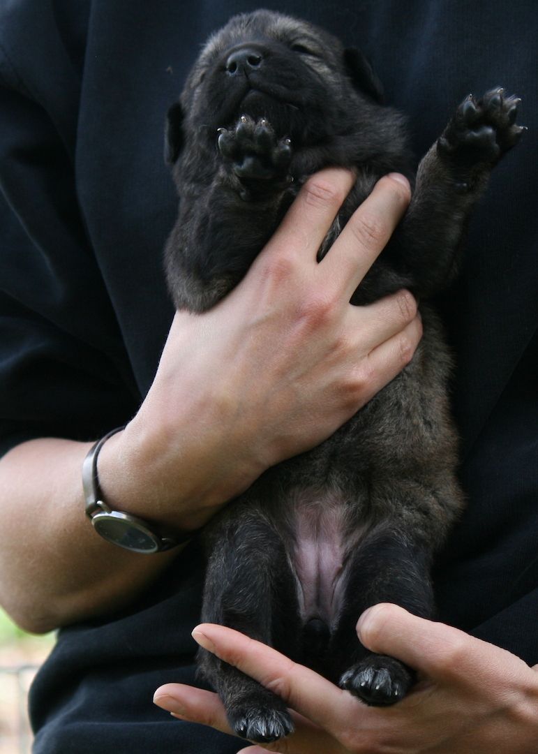 Gelbbacken / Neufundländer-Welpen