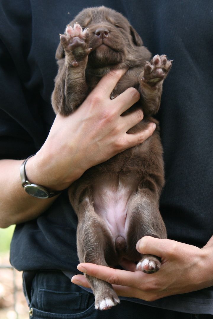 Gelbbacken / Neufundländer-Welpen