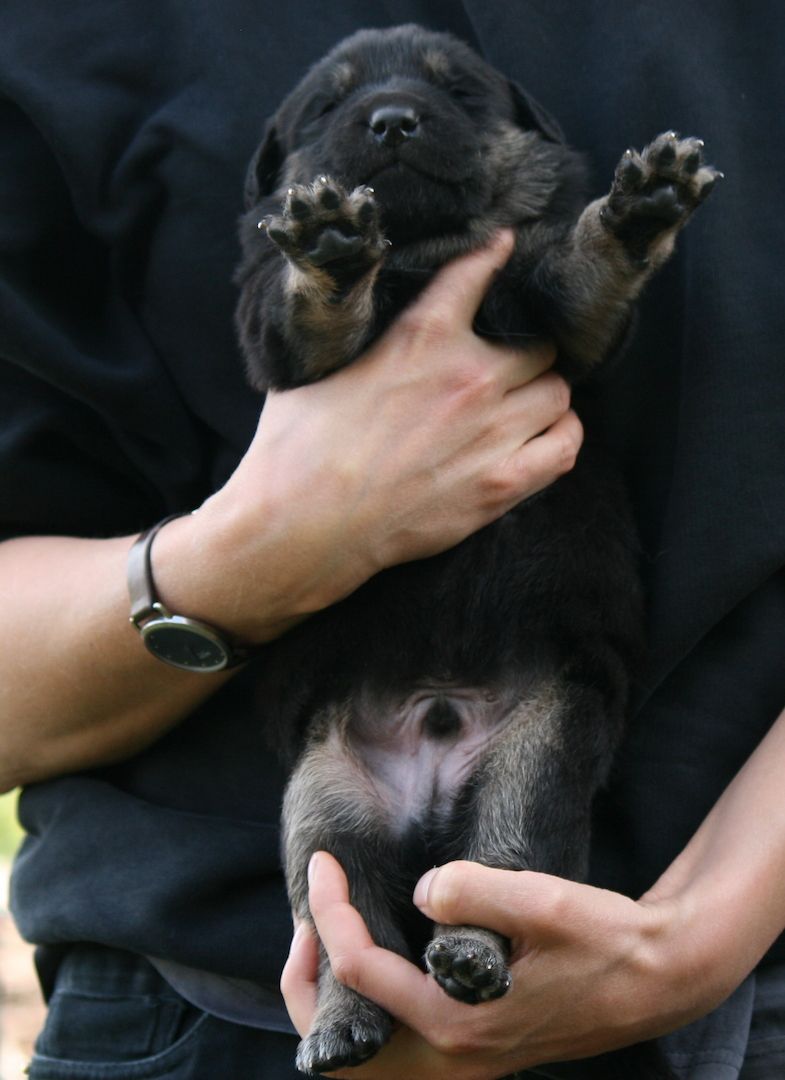 Gelbbacken / Neufundländer-Welpen