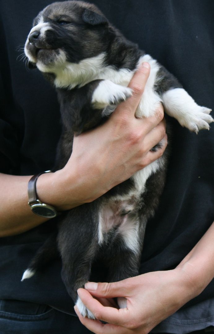Gelbbacken / Neufundländer-Welpen