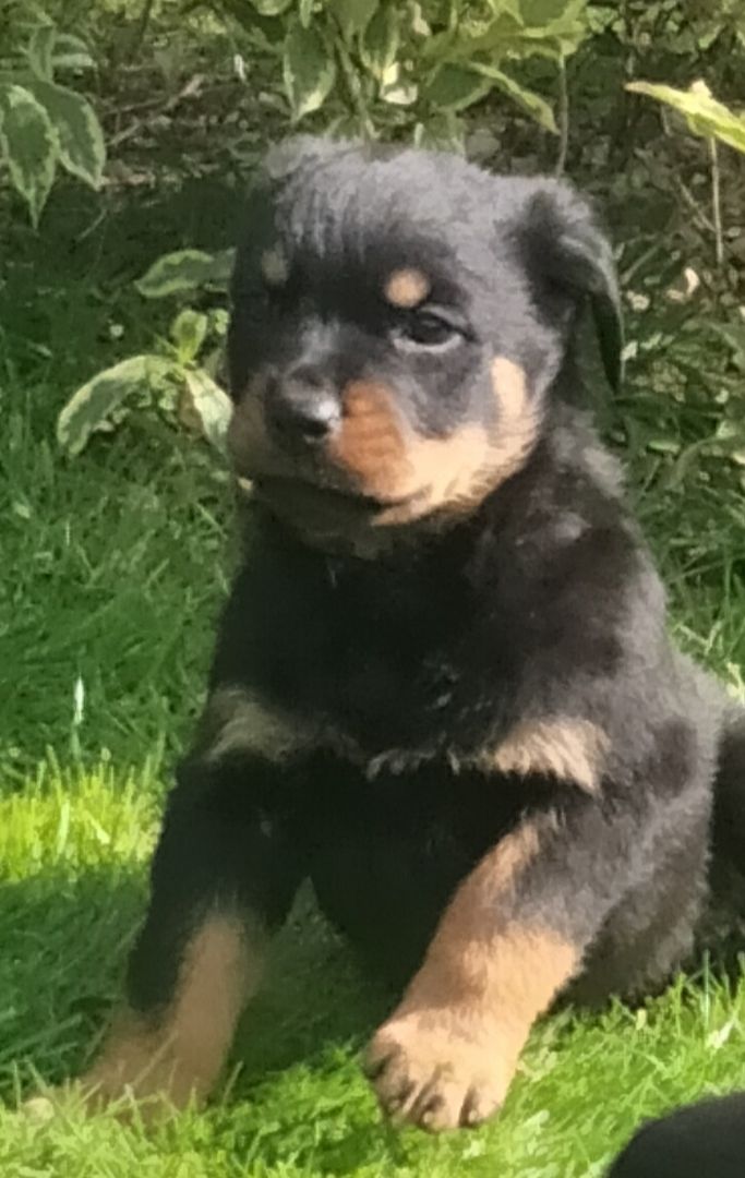 Wunderschöne Rotty Welpen dürfen ausziehen