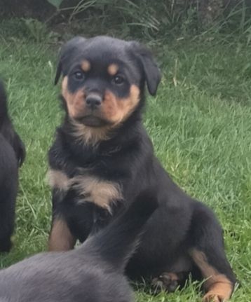 Wunderschöne Rotty Welpen dürfen ausziehen