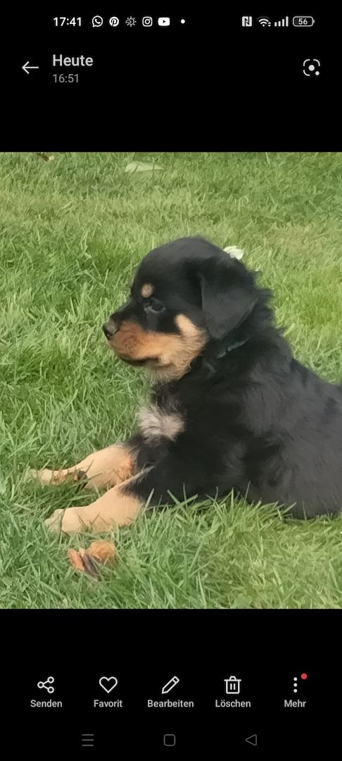 Wunderschöne Rotty Welpen dürfen ausziehen