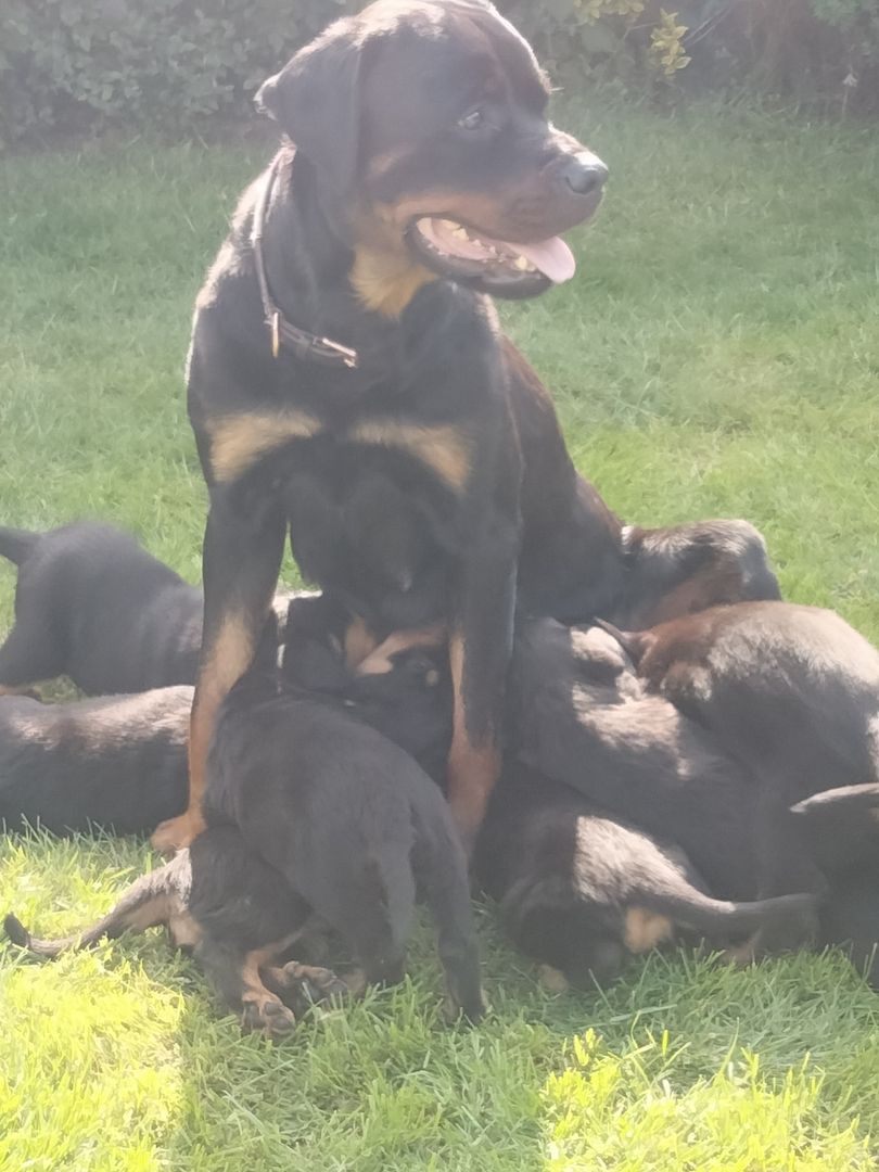 Wunderschöne Rotty Welpen dürfen ausziehen