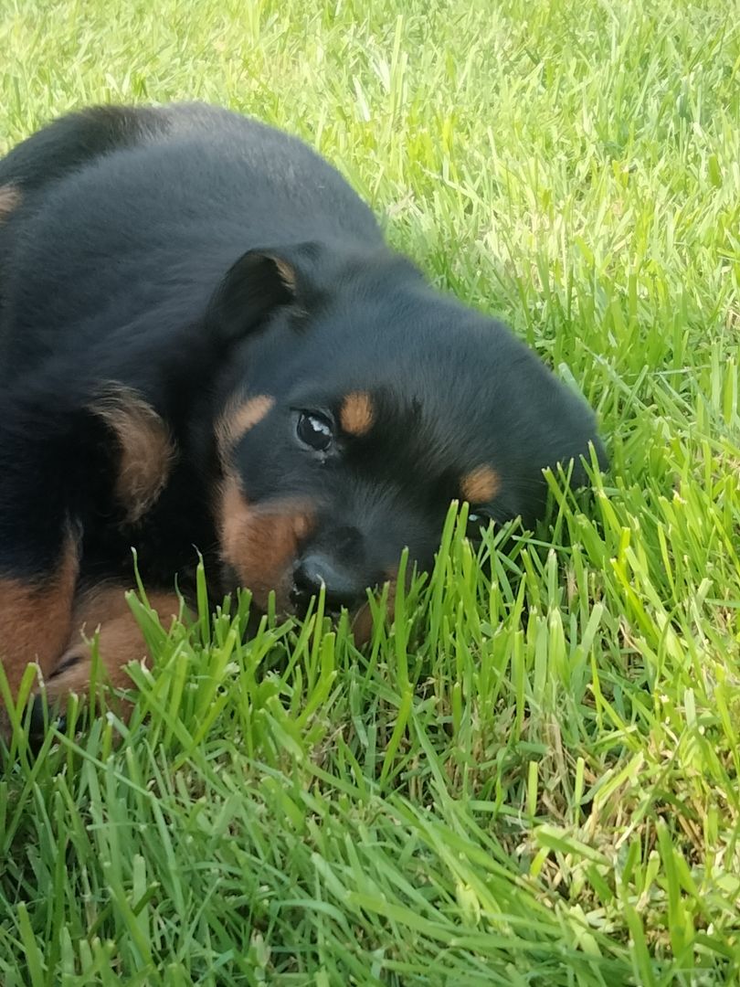 Wunderschöne Rotty Welpen dürfen ausziehen