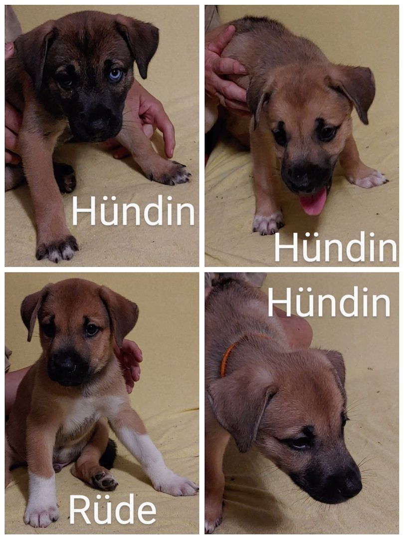 Rhodesian Ridgeback Mix Welpen Rhodesian Ridgeback Mix Welpen