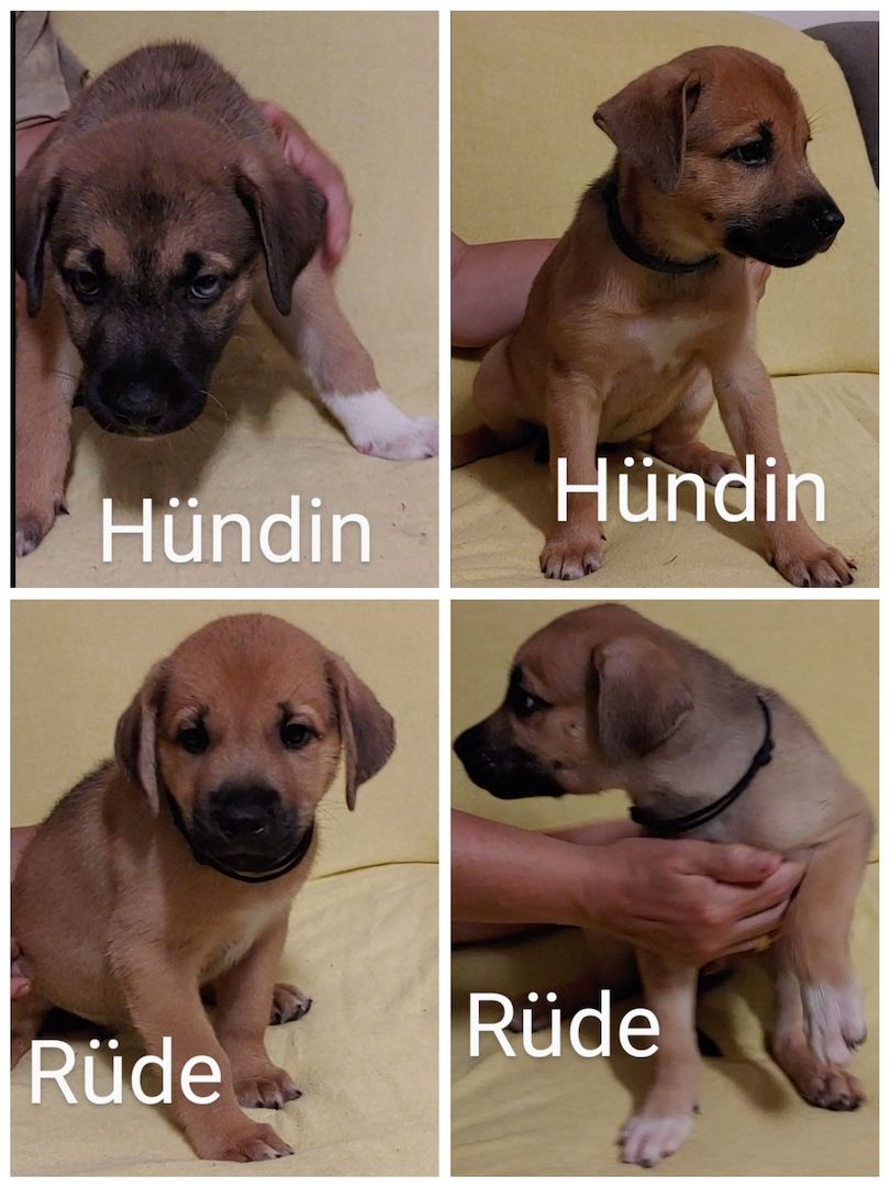 Siberian Husky Mix Welpen Siberian Husky Mix Welpen