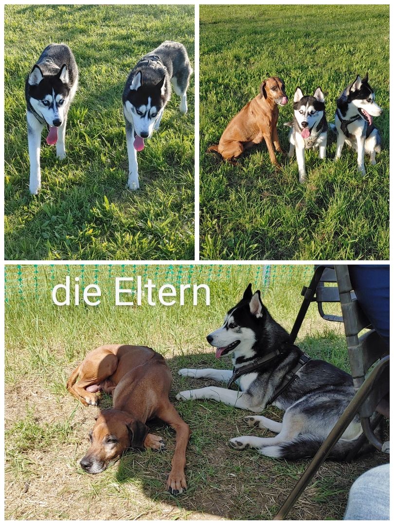 Siberian Husky Mix Welpen Siberian Husky Mix Welpen