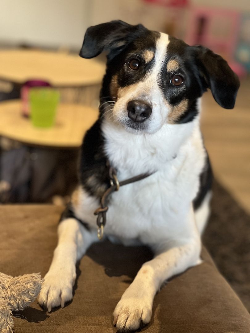 Luna sucht ein neues Zuhause