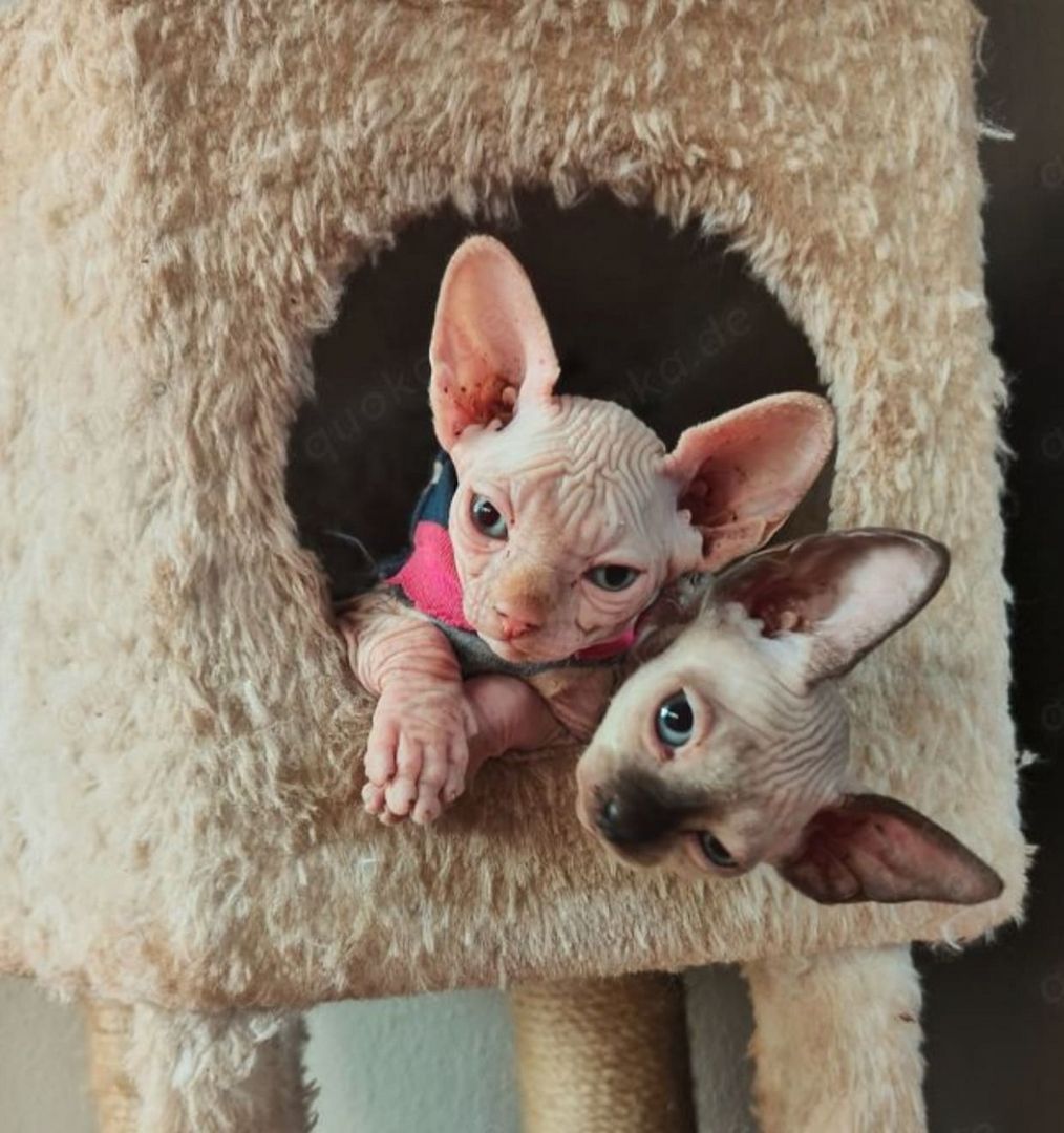 Sphynx Kitten