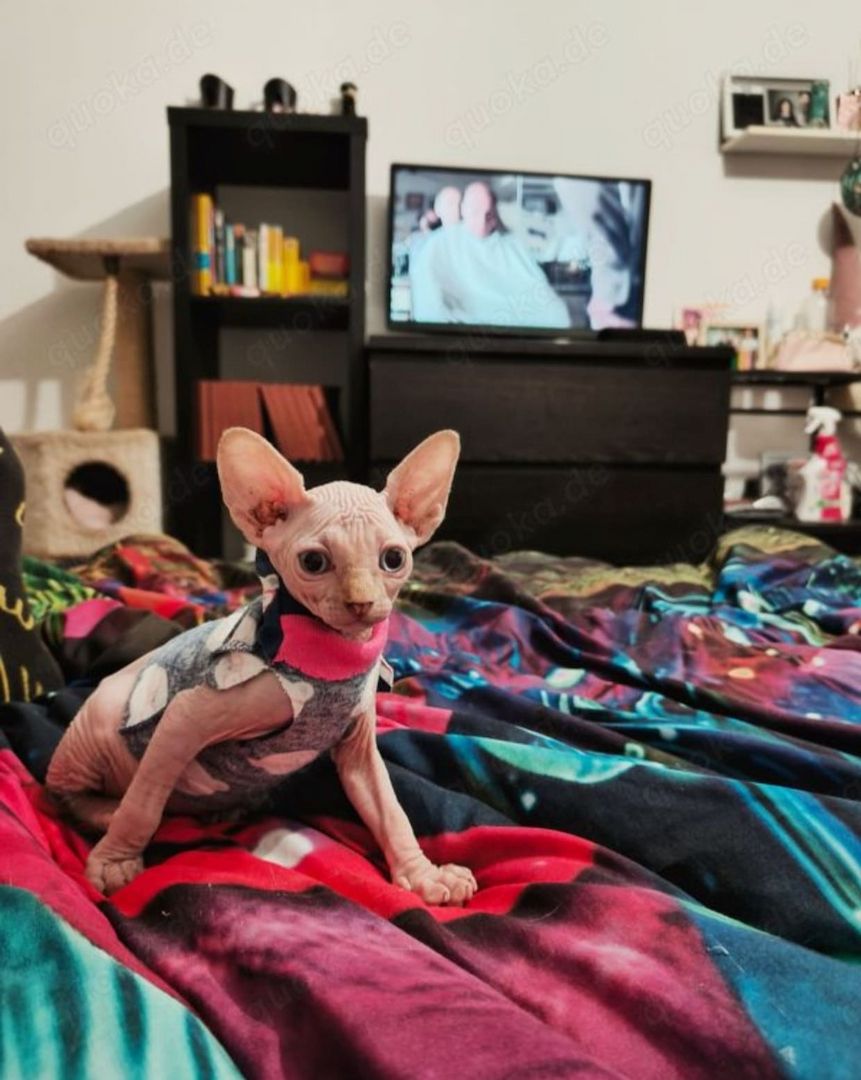 Sphynx Kitten