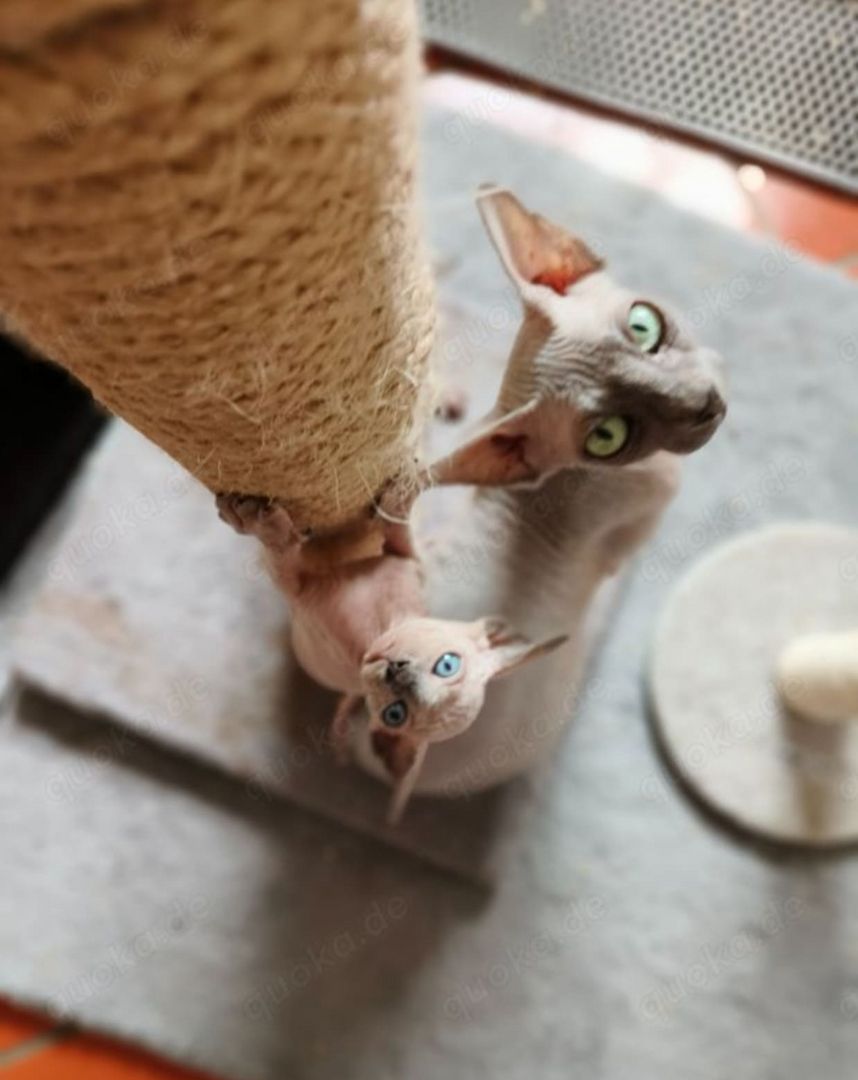 Sphynx Kitten