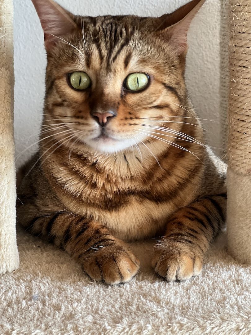 Bengal Katzen