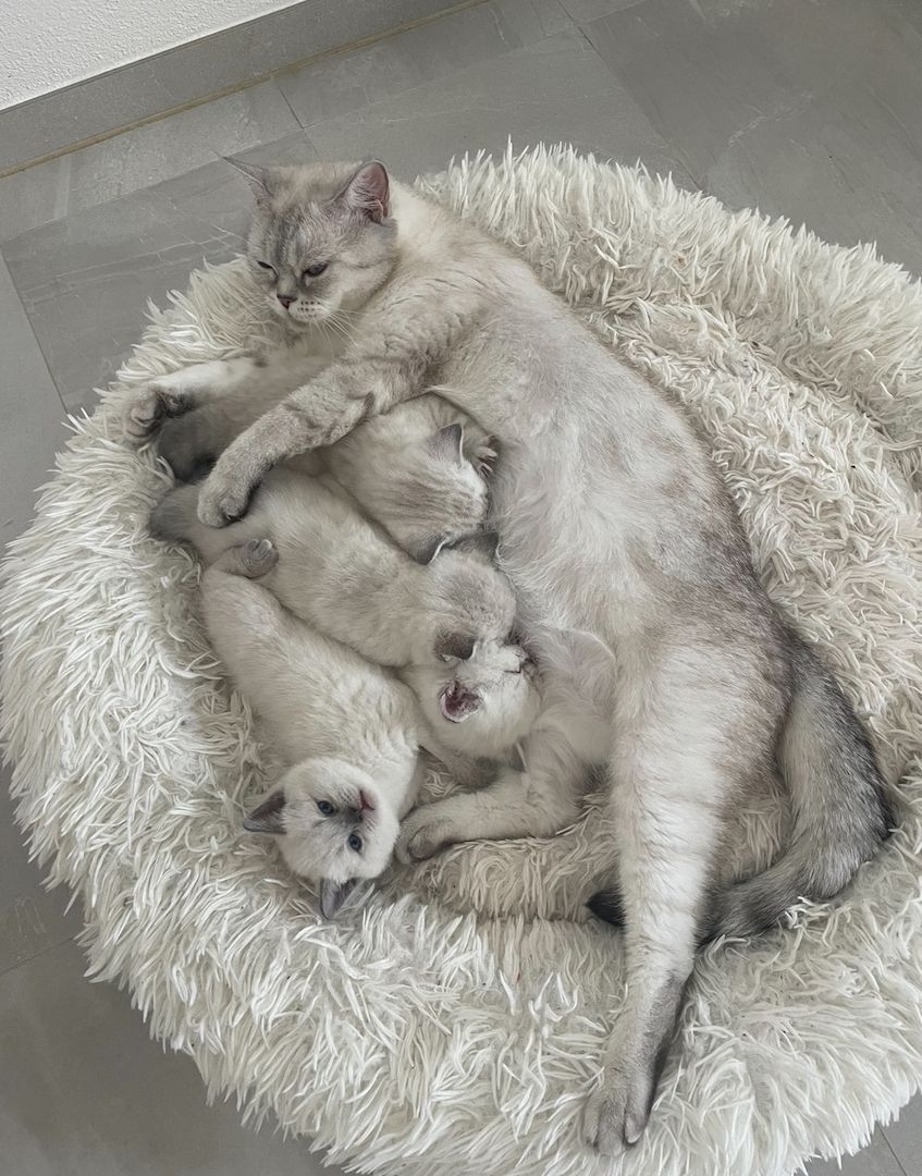 Zuckersüße Bkh kitten