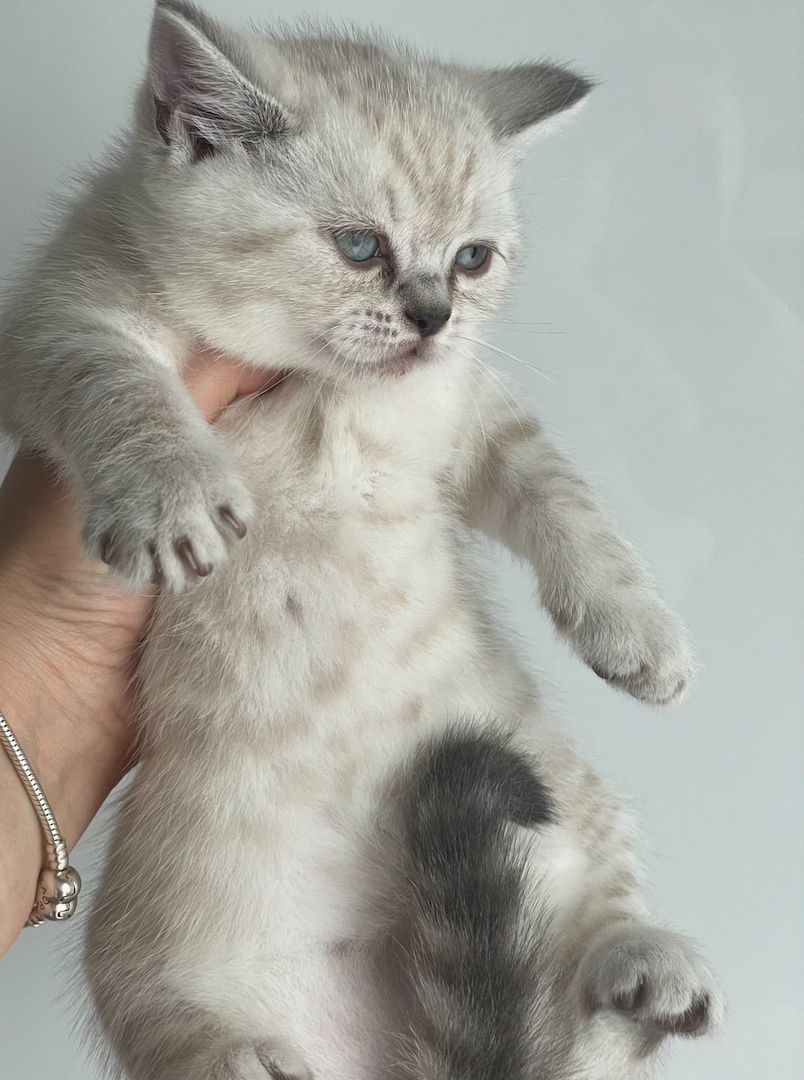 Zuckersüße Bkh kitten