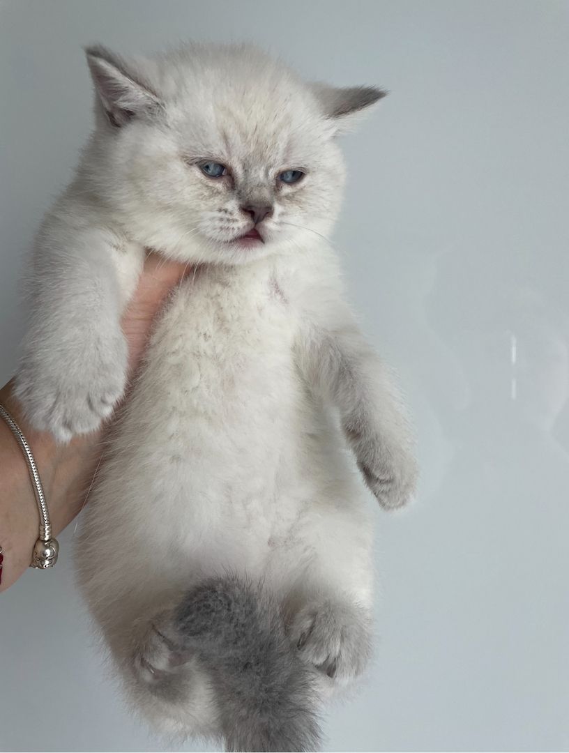 Zuckersüße Bkh kitten