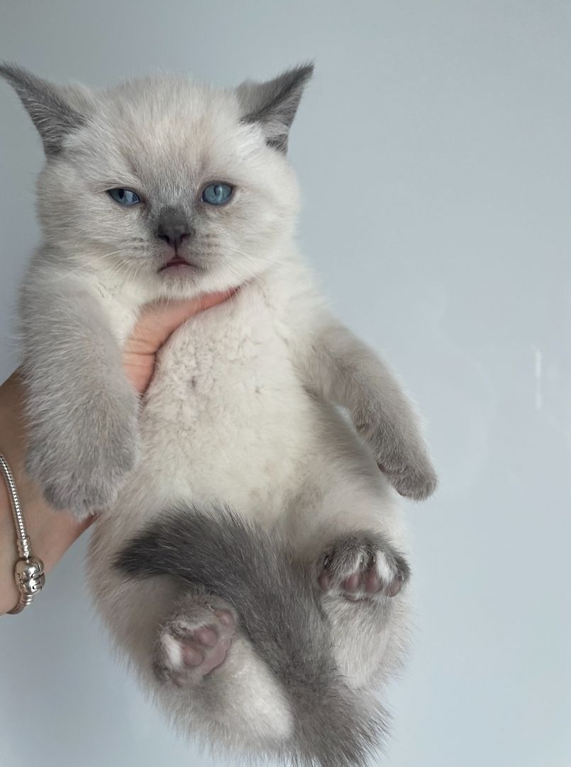 Zuckersüße Bkh kitten