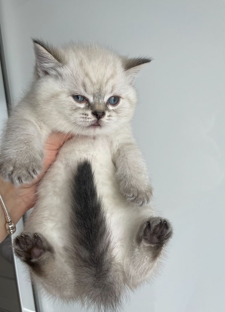 Zuckersüße Bkh kitten