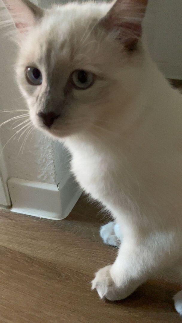 Siam Birma Mix Kater zuverkaufen