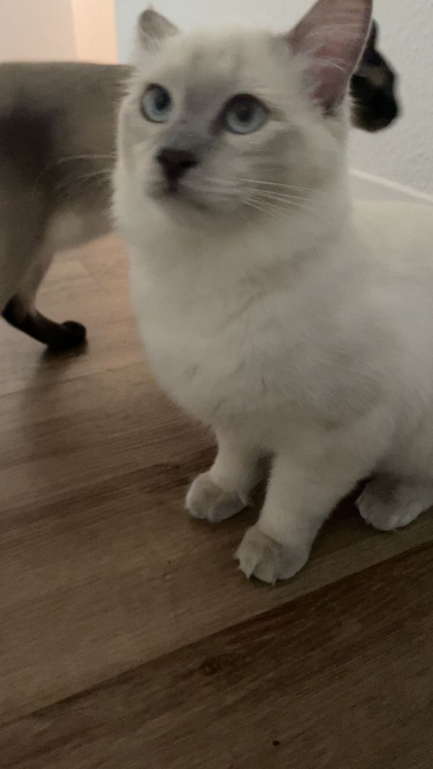 Siam Birma Mix Kater zuverkaufen