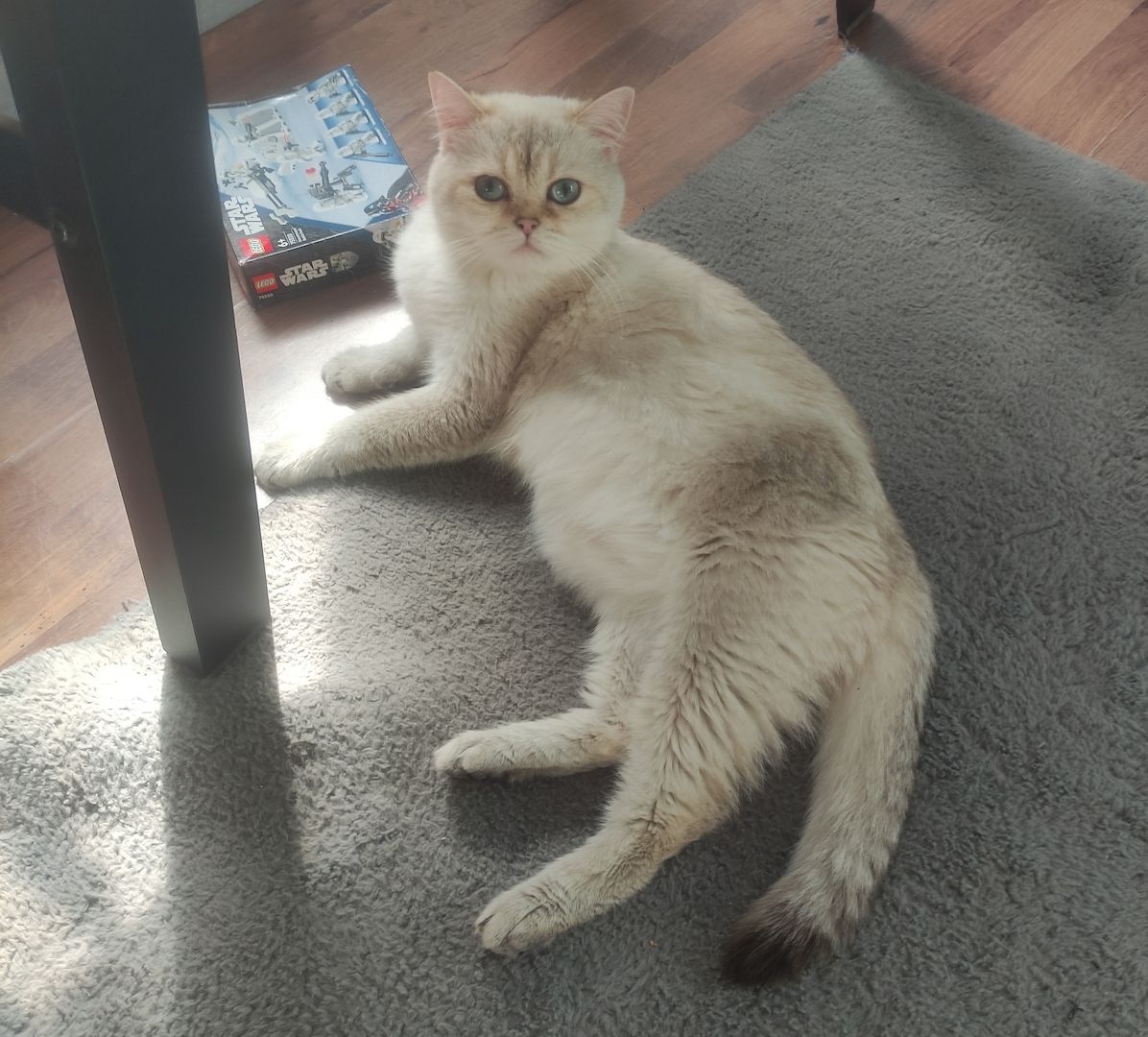 BKH Kitten Wurfankündigung