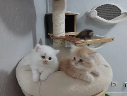 zwei Perser Kitten