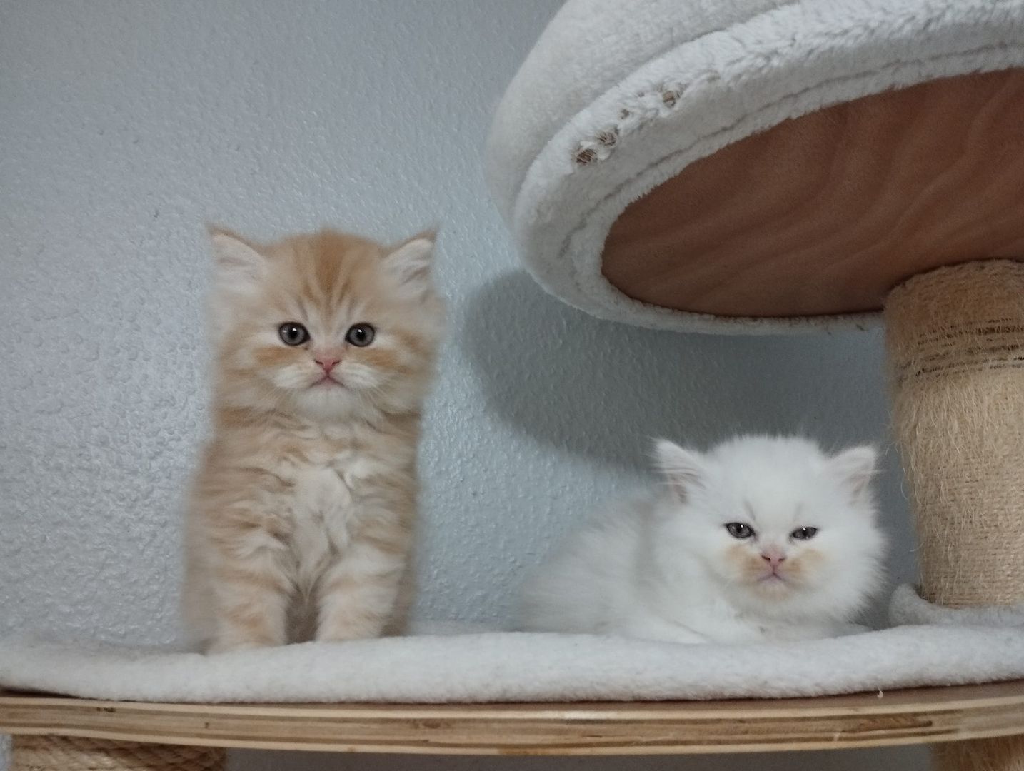 Perser Kitten  Perser Kitten