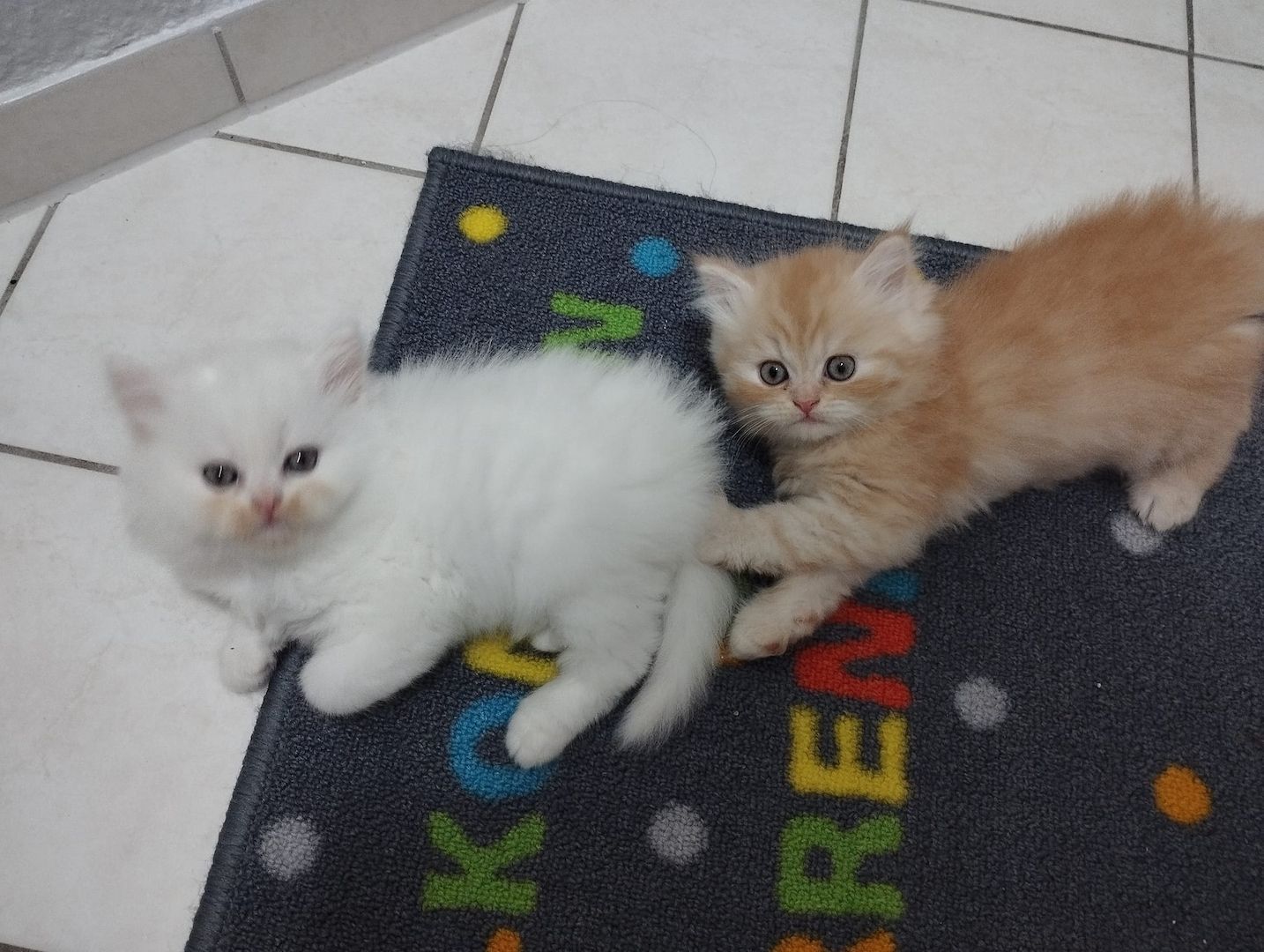 Perser Kitten  Perser Kitten