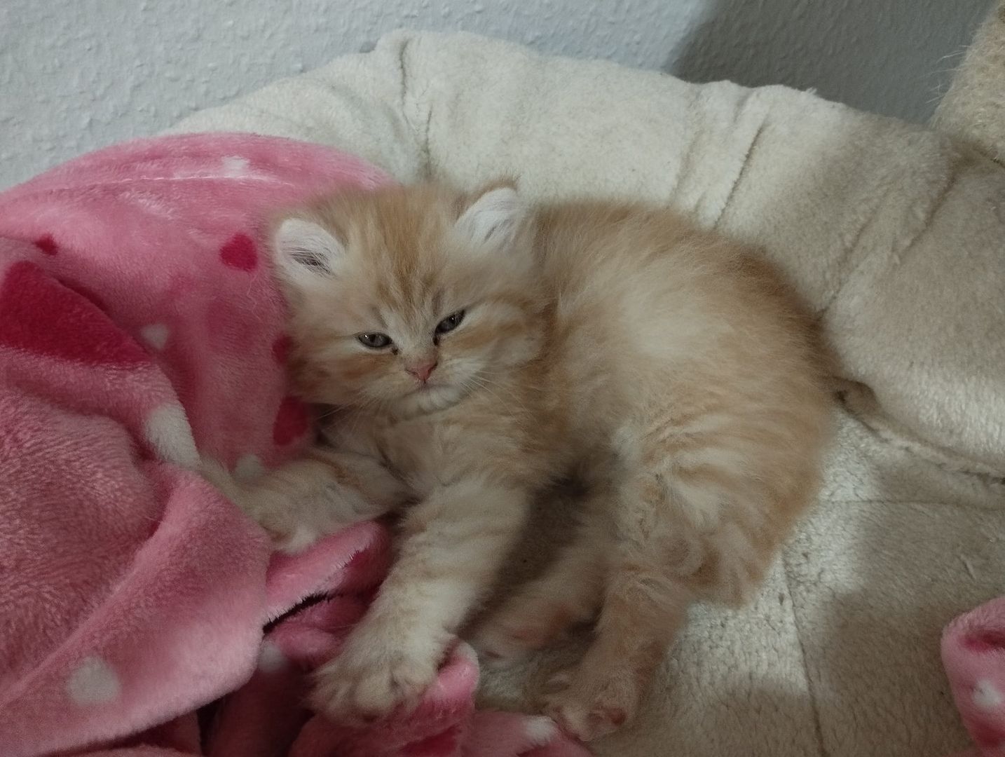 Perser Kitten  Perser Kitten