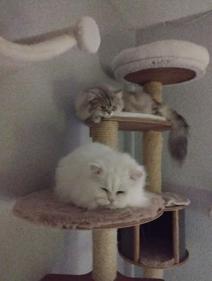 Perser Kitten  Perser Kitten