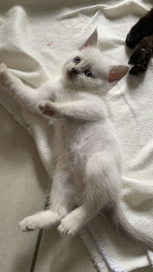 BKH Siam Mix Kitten