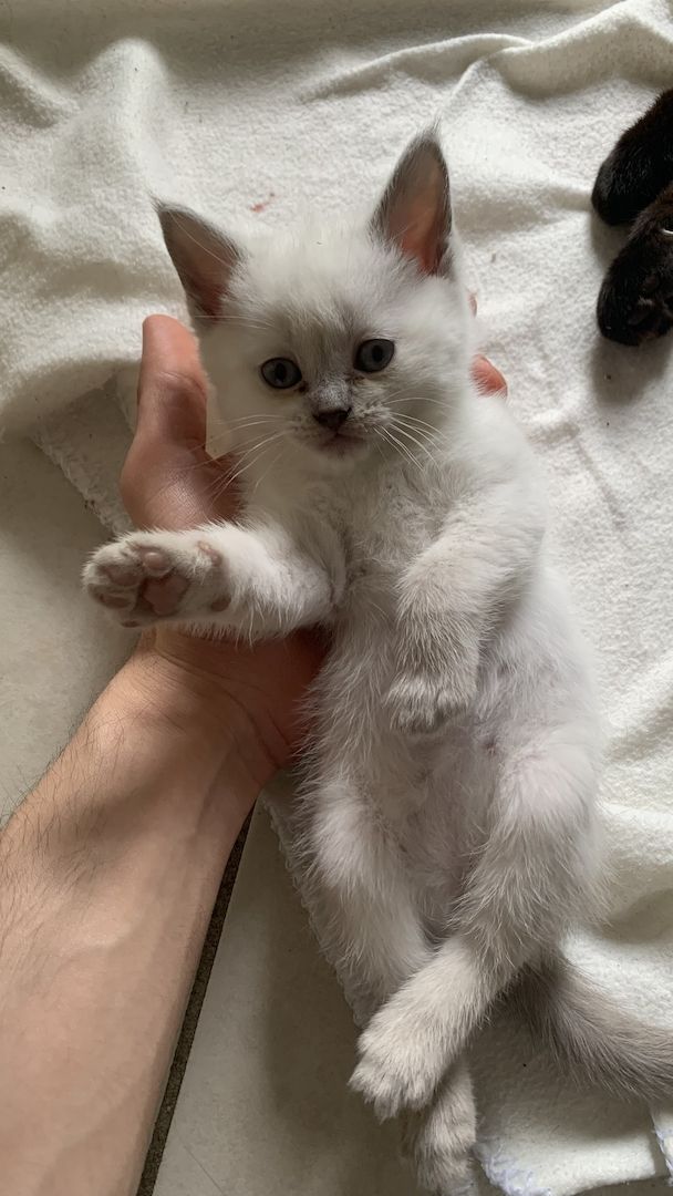 BKH Siam Mix Kitten