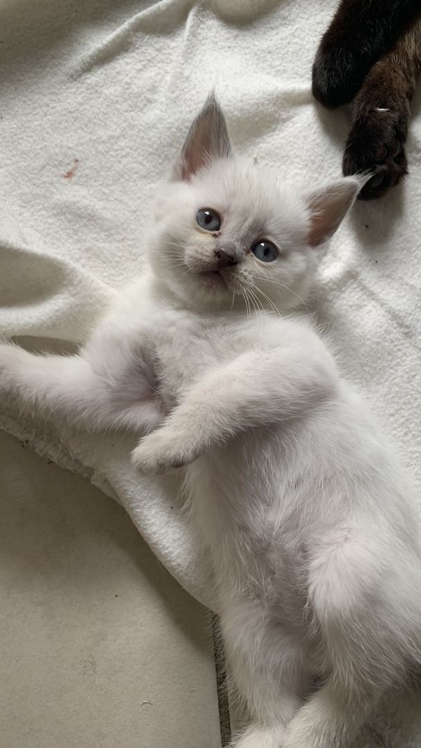 BKH Siam Mix Kitten