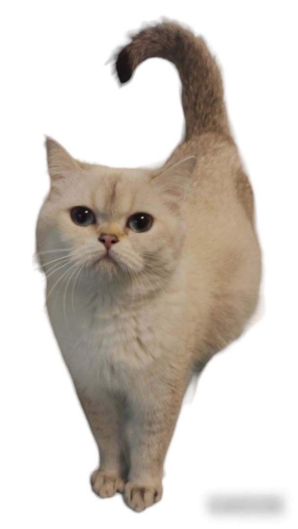 BKH Kitten Wurfankündigung