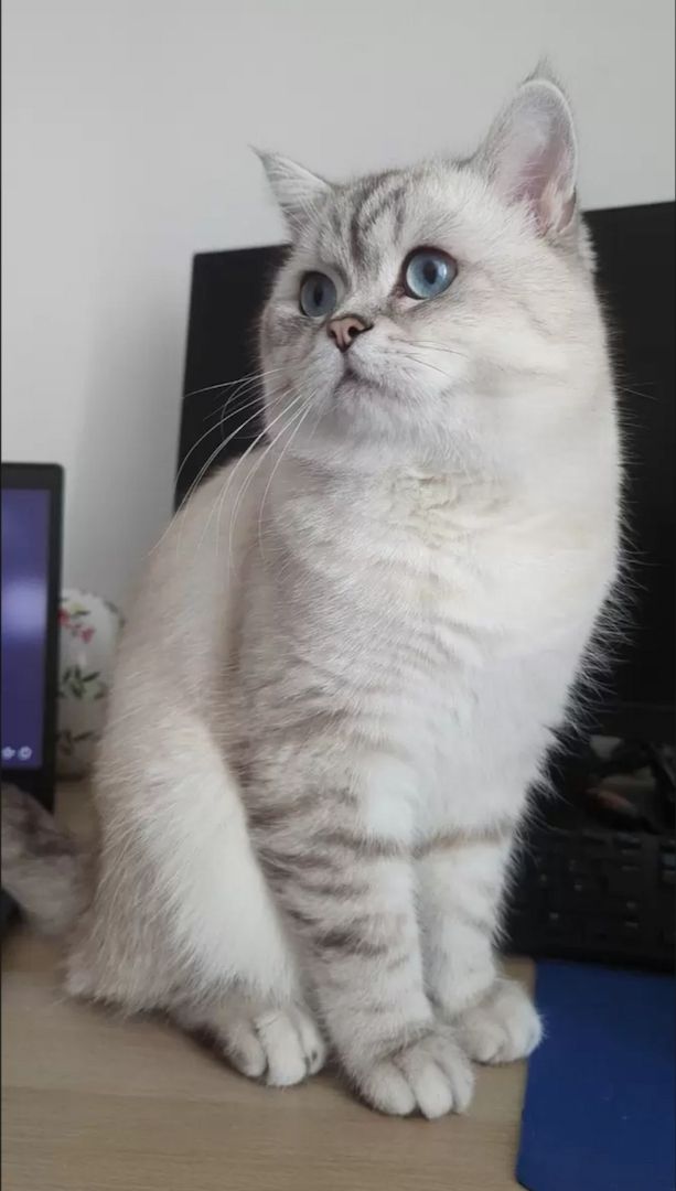 BKH Kitten Wurfankündigung