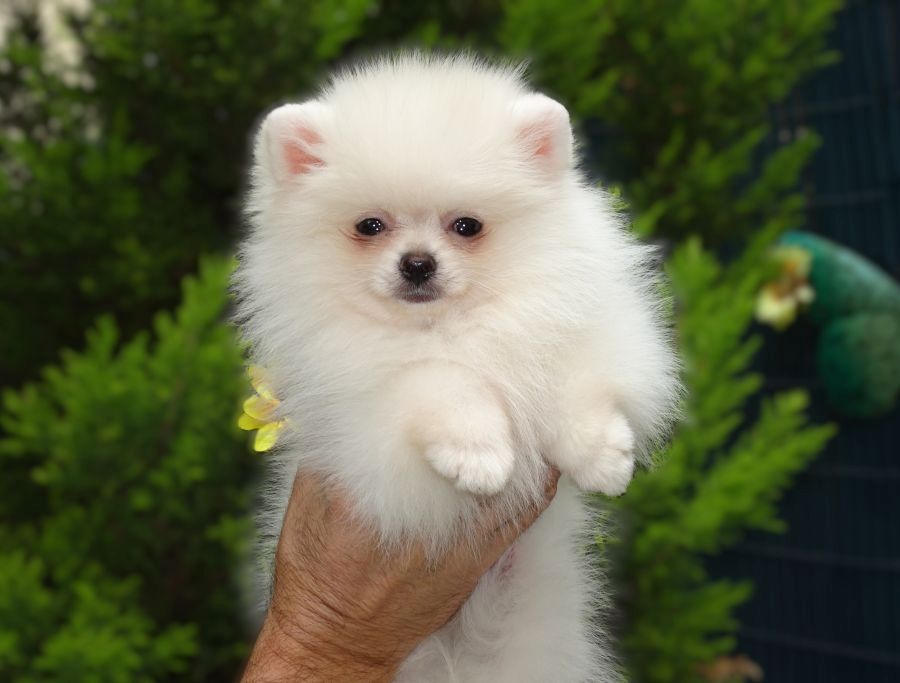 Erhabener pommerscher Zwergspitz im Miniaturformat