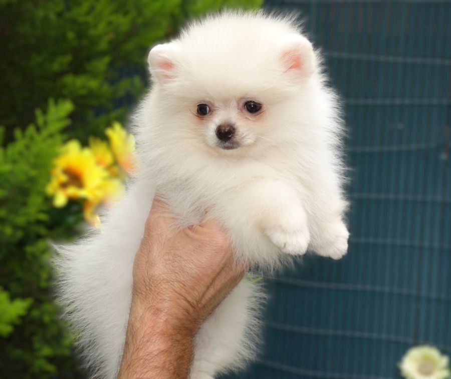 Erhabener pommerscher Zwergspitz im Miniaturformat