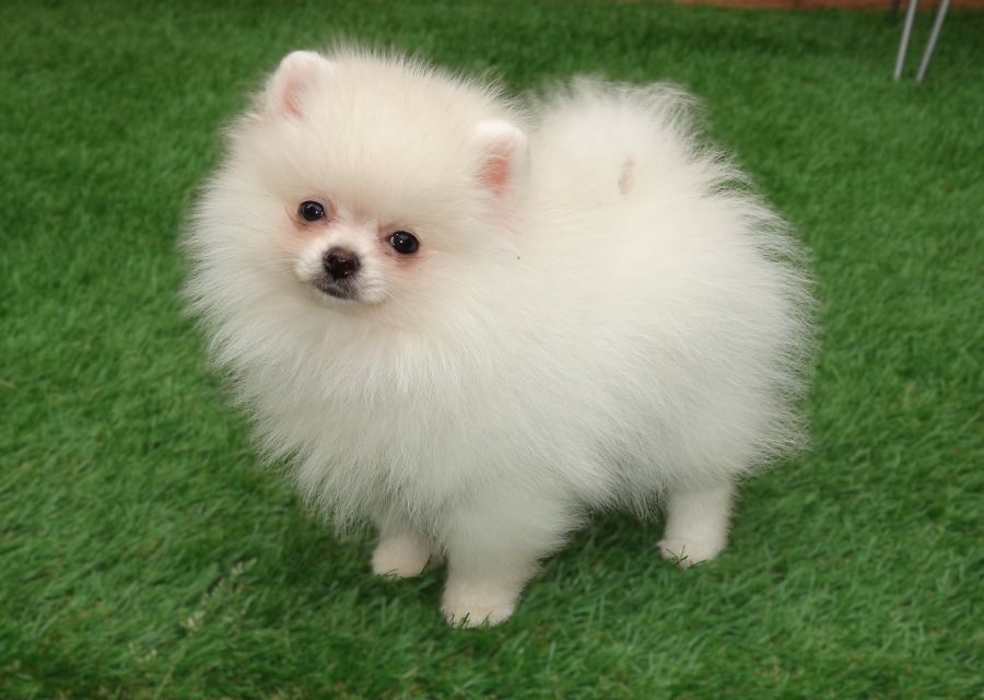 Erhabener pommerscher Zwergspitz im Miniaturformat