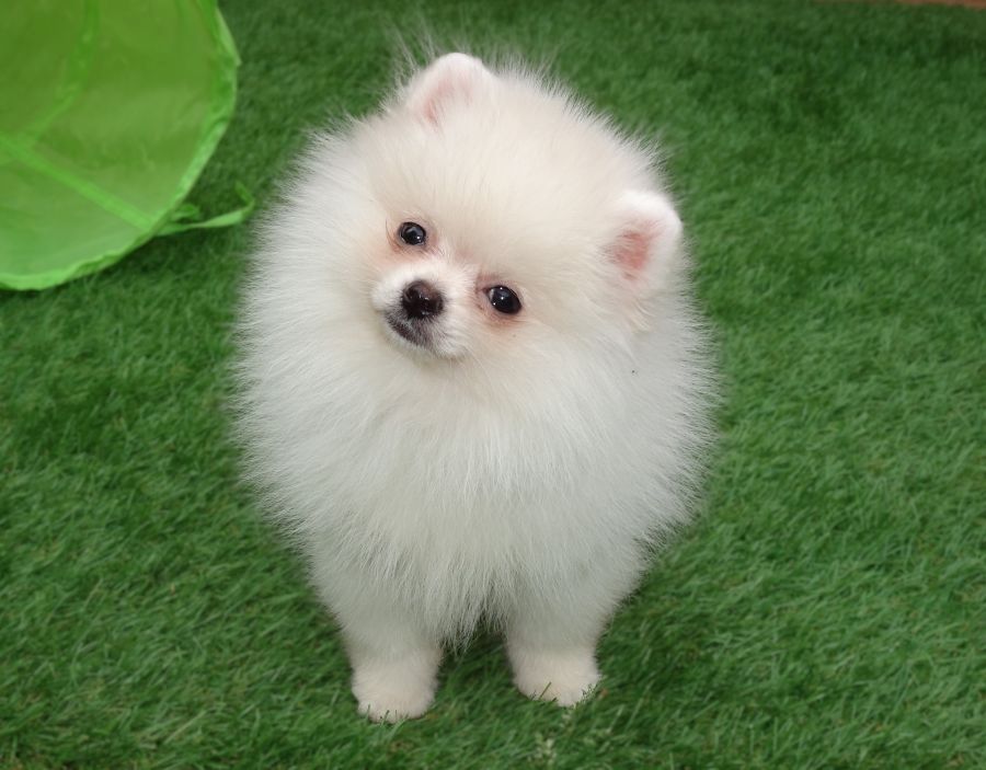 Erhabener pommerscher Zwergspitz im Miniaturformat