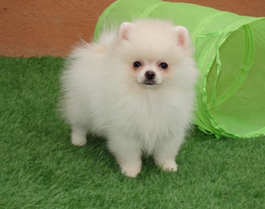 Erhabener pommerscher Zwergspitz im Miniaturformat