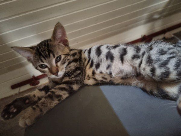 Bengal Kater