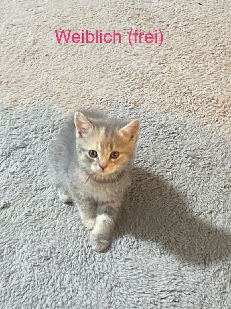 EKH/ BKH kitte weiblich