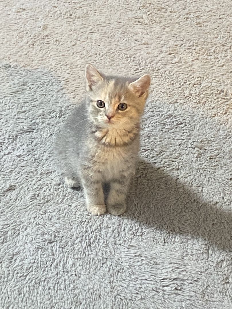 EKH/ BKH kitte weiblich