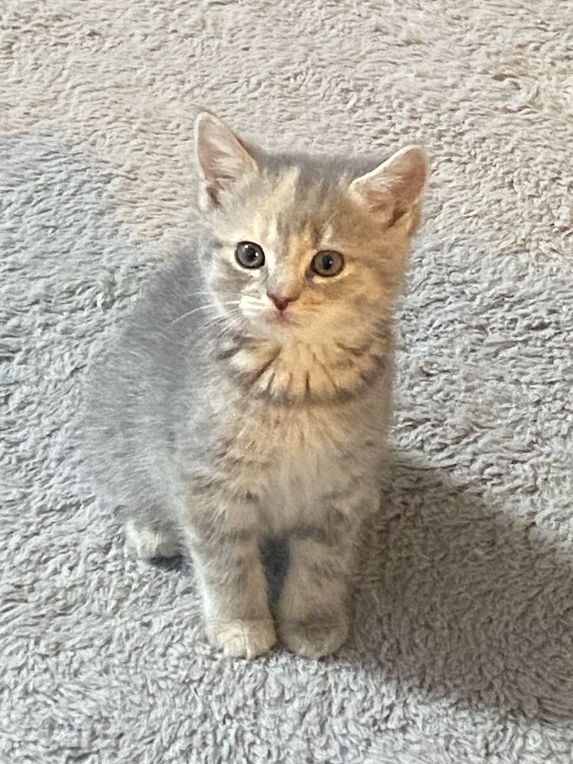 EKH/ BKH kitte weiblich