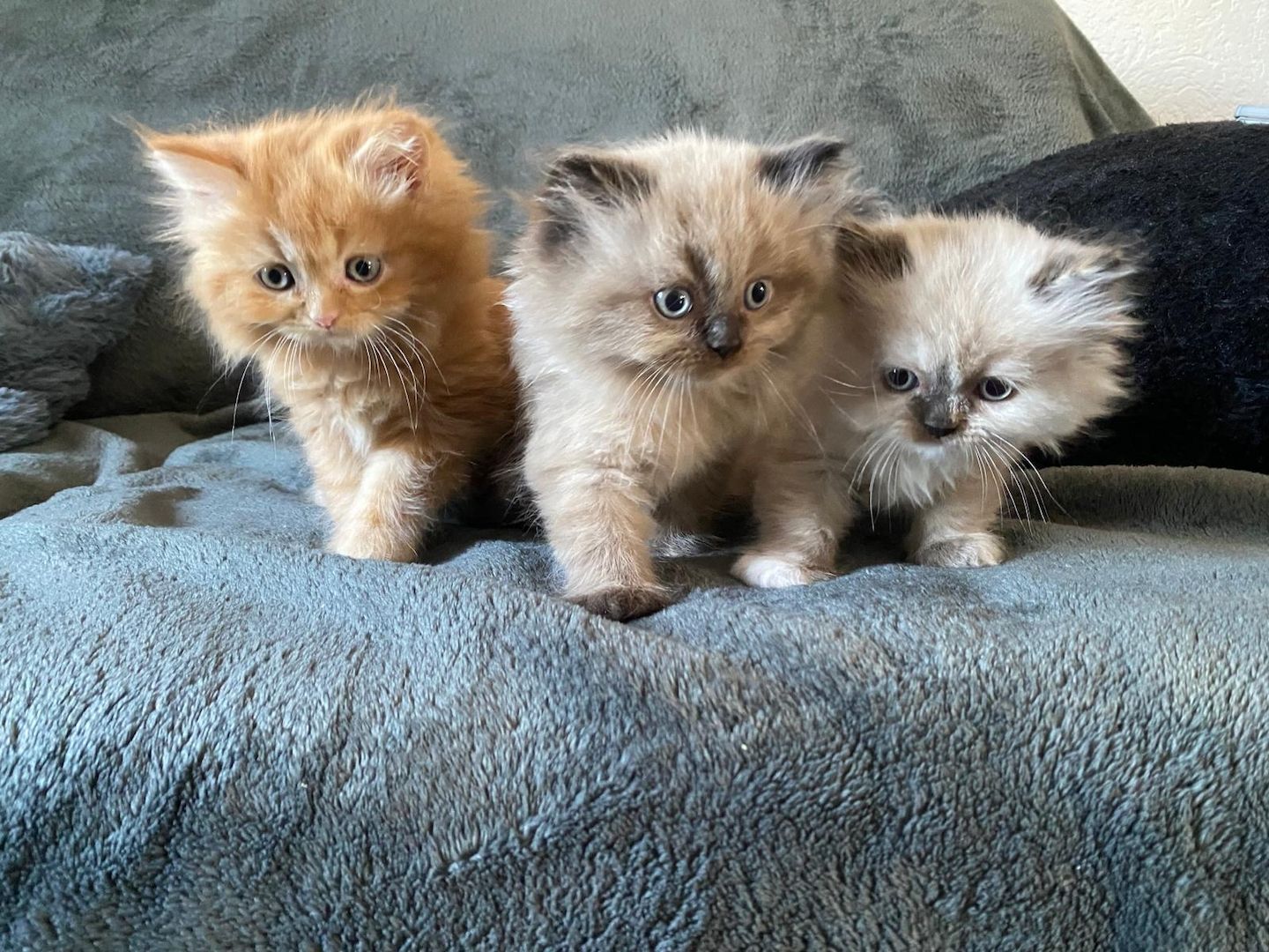 Ragdoll blue point Baby katzen