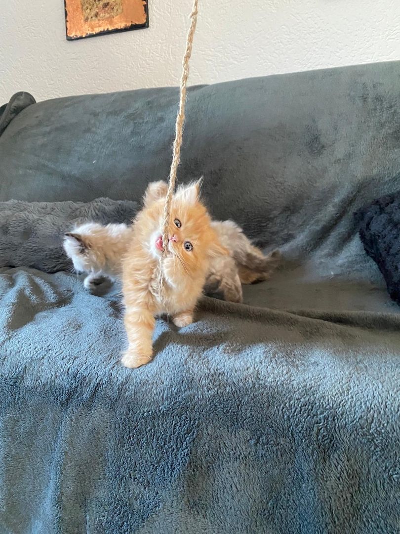 Ragdoll blue point Baby katzen